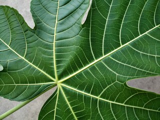 Stunning macro close-up of a vibrant green leaf with intricate vein patterns and delicate texture, capturing the essence of nature, freshness, and organic beauty, ideal for botanical themes