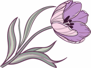 Fototapeta premium Purple Tulip Flower Vector Illustration