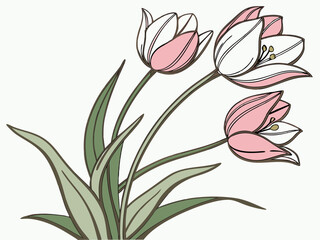 Obraz premium Pink and White Tulip Sketch Art