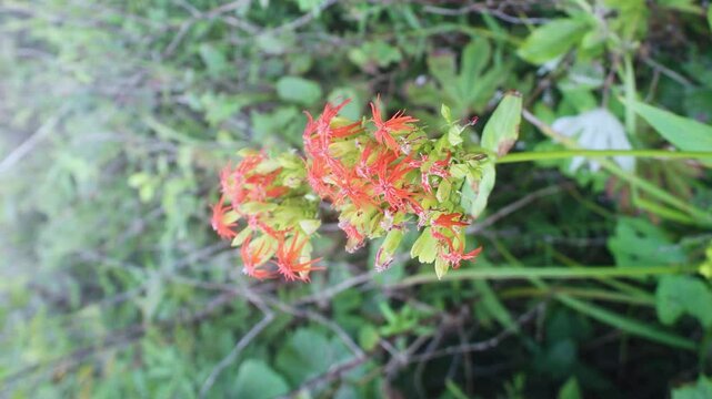 campion (Silene, like Silene chalcedonica) red cross-shaped flower in Sikhote Alin mountains, Siberia. Autumn condition. Possibly feral an ornamental garden plant