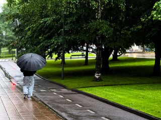 Person walking with umbrella on rainy day in park