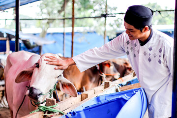 Asian Male in Koko Clothes Stroking Cow's Head During Sacrifices on Eid Al Adha Moment
