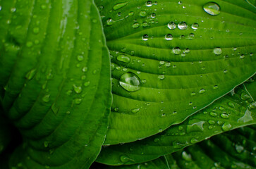 Obraz premium Close-up of vibrant green leaves adorned with glistening water droplets , showcasing intricate textures and natural beauty, in a garden
