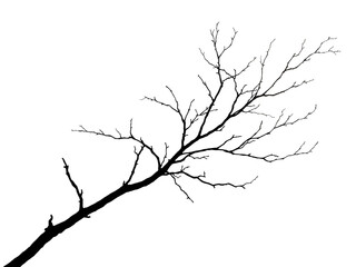 Bare tree branch silhouette on transparent background, great for nature, minimalism, or seasonal illustrations. Generative AI