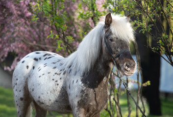 portrait of  cute chocolate appaloosa pony posing against blossoming almond bush. at evening