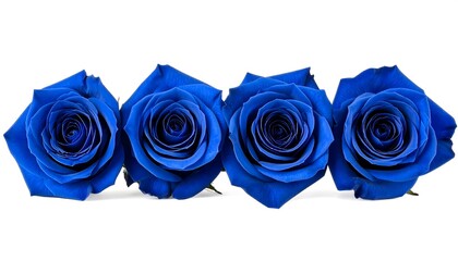 Blue Roses Row with White Background.