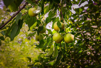 Green apples on a branch growing in the garden.