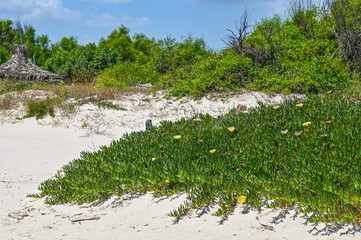 Carpobrotus edulis sur une plage en Tunisie