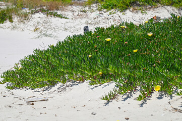 Carpobrotus edulis sur une plage en Tunisie