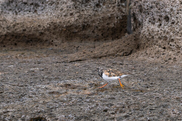 A ruddy turnstone on the shore line. Ruddy Turnstone (Arenaria interpres) running on volcanic rocks, on the coast. Side view.