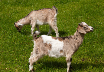 Obraz premium Goats, kids, goat eat grass on a green meadow, walk in the meadow