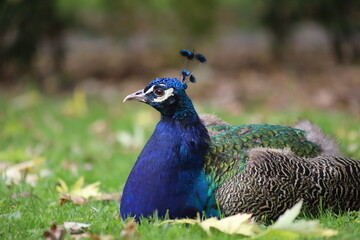 Indian peafowl resting on grass scattered with autumn leaves, Retiro Park, Madrid, Spain