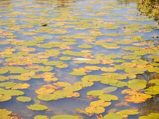 Lily pads on lake summer UK