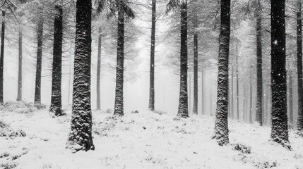 Snowy forest