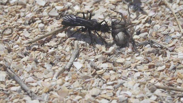 This Pompilidae wasp immobilized spider by its own weight and dragged it into burrow as live canned food. It like Batozonellus lacerticida specializing in killing spiders. Northern Black Sea Region