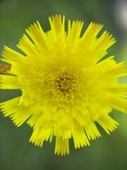 Macro Shot of a Yellow Hawkweed Flower (Hieracium pilosella)