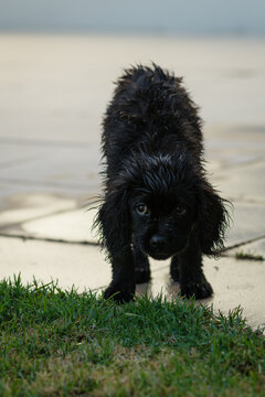 shy little black spoodle dog