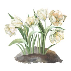 White and yellow tulips growing from a small mound of soil spring floral watercolor illustration natural garden composition isolated on white for seasonal decor eco design and botanical projects