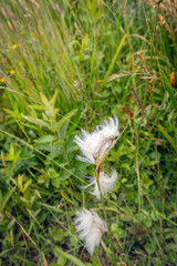 Closeup of white and hairy flowering common cottongrass or common cottonsedge in a Dutch nature reserve in springtime.