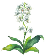 Calanthe triplicata orchid Аustralia. 
Watercolor hand drawing painted illustration.