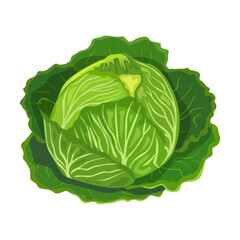 Green cabbage. Vector illustration of fresh cabbage. Useful healthy food