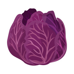 Red cabbage. Vector illustration of fresh cabbage. Useful healthy food