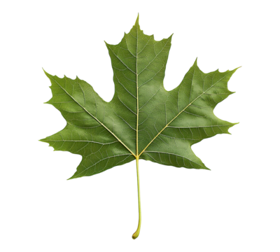 A leaf of a tree is shown on a white background