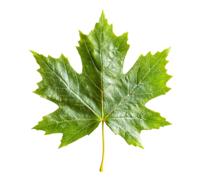 A leaf of a tree is shown in full color