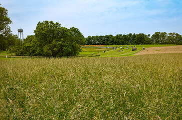 Fields around poppy festival in Middle Springs Farm close to Paris, Kentucky