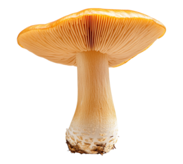 A mushroom with a brown stem and a white cap