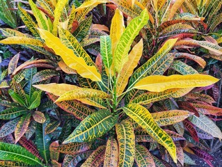 Croton plant (Codiaeum variegatum) in outdoor garden  © Eka