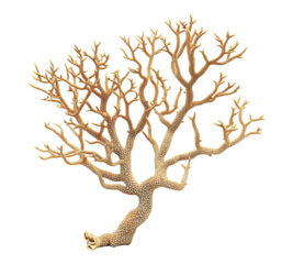 A tree with brown branches and a brown trunk