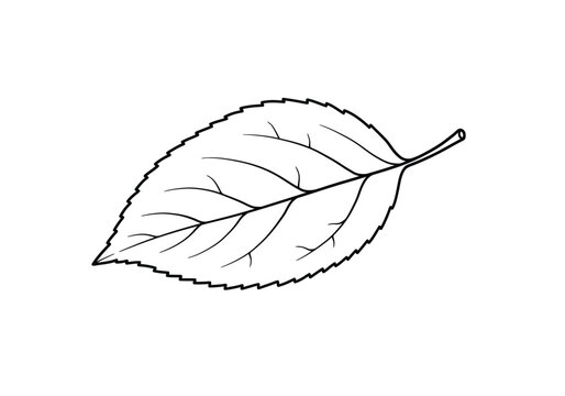 Apple leaf drawing. It is a black and white outline image of a single apple leaf, showcasing its natural form. Vector sketch line art draw.