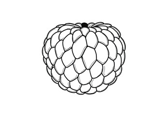 Custard apple drawing. It is a black and white outline image of a custard apple, an exotic fruit known for its segmented, bumpy skin. Vector sketch line art draw.