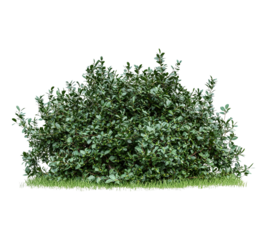 A bush with green leaves is on a white background