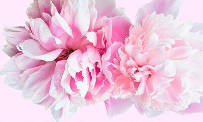 Pink Background of two pink peonies. Mobile photo, for greeting card or banner