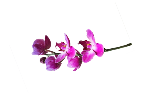 Pink Phalaenopsis or dendrobium Orchid flower isolated on white background. Idea concept design with copy space add text.