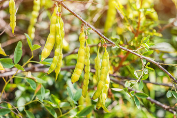 Golden rain tree pods hanging gracefully from branches, surrounded by a softly blurred background in nature