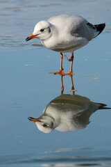 Möwe auf gefrorenem See mit Spiegelung 
