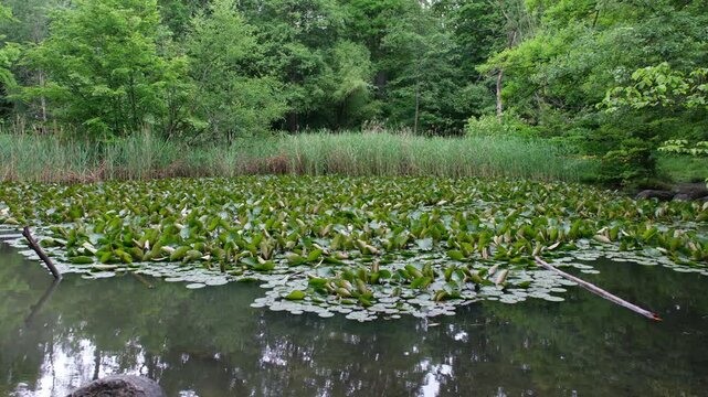 Waldweiher K&auml;ferberg in Z&uuml;rich, Weiher mit Seerosen, Schilf und B&auml;umen im angrenzenden Wald