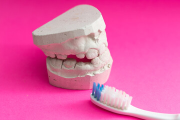 Toothbrush and human jaw mockup. Study guide for children and students.