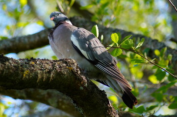red winged blackbird