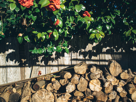 Pile of wood in the garden