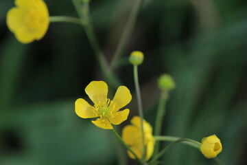 Greater celandine or chelidonium majus is a perennial herbaceous flowering plant used in folk medicine. Beautiful floral background 
