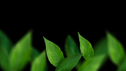 Fresh Green Leaves on Black Background for Nature or Organic Concepts