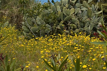 Opuntia cactus plants on Stromboli island. Aeolian (Lipari) islands. Italy. Europe.