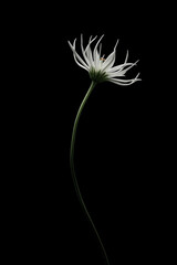 A beautiful single flower on a dark background