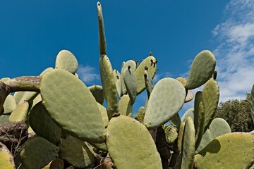 Opuntia cactus plants on Stromboli island. Aeolian (Lipari) islands. Italy. Europe.