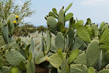 Opuntia cactus plants on Stromboli island. Aeolian (Lipari) islands. Italy. Europe.