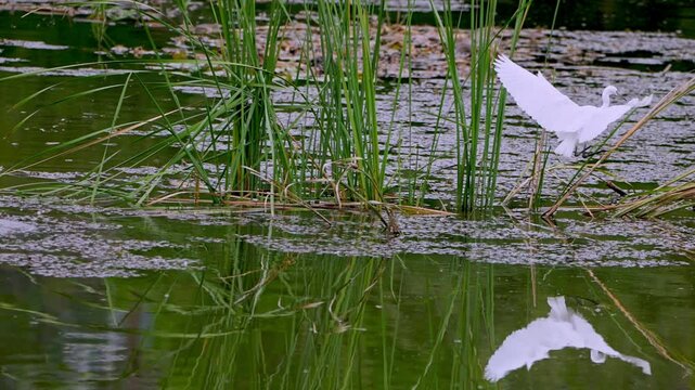 Little Egret Flying Over Pond and Landing by Waterside